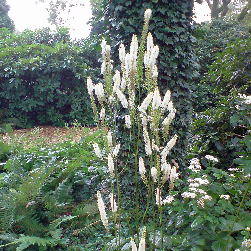 Silberkerze White Pearl, Blütenkerzen, Schattenpflanze