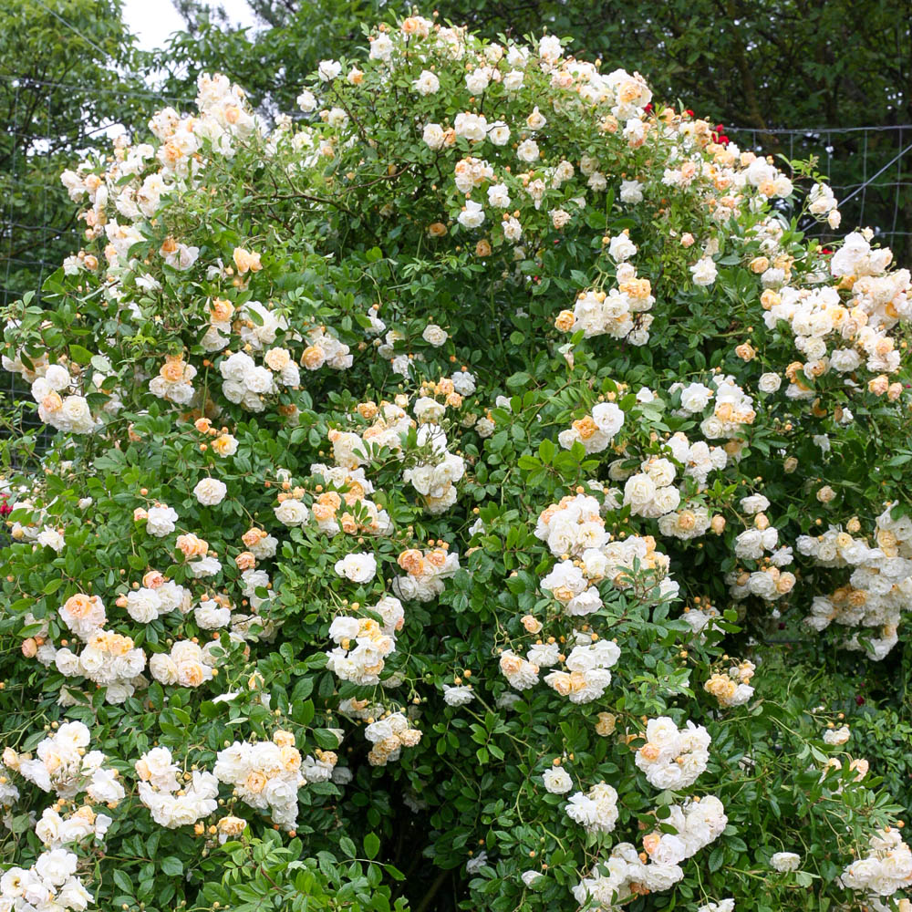 Strauchrose 'Ghislaine de Féligonde'