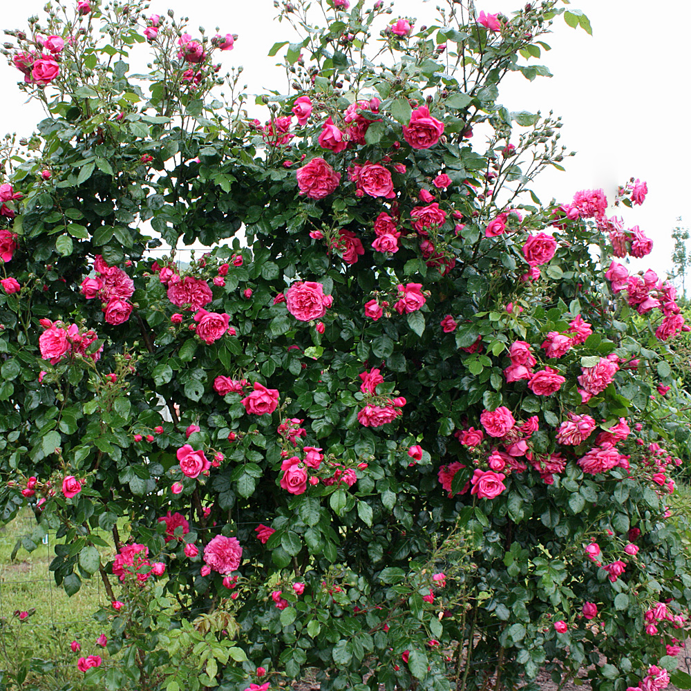 Kletterrose Laguna, Rosa, Fassadenbegrünung