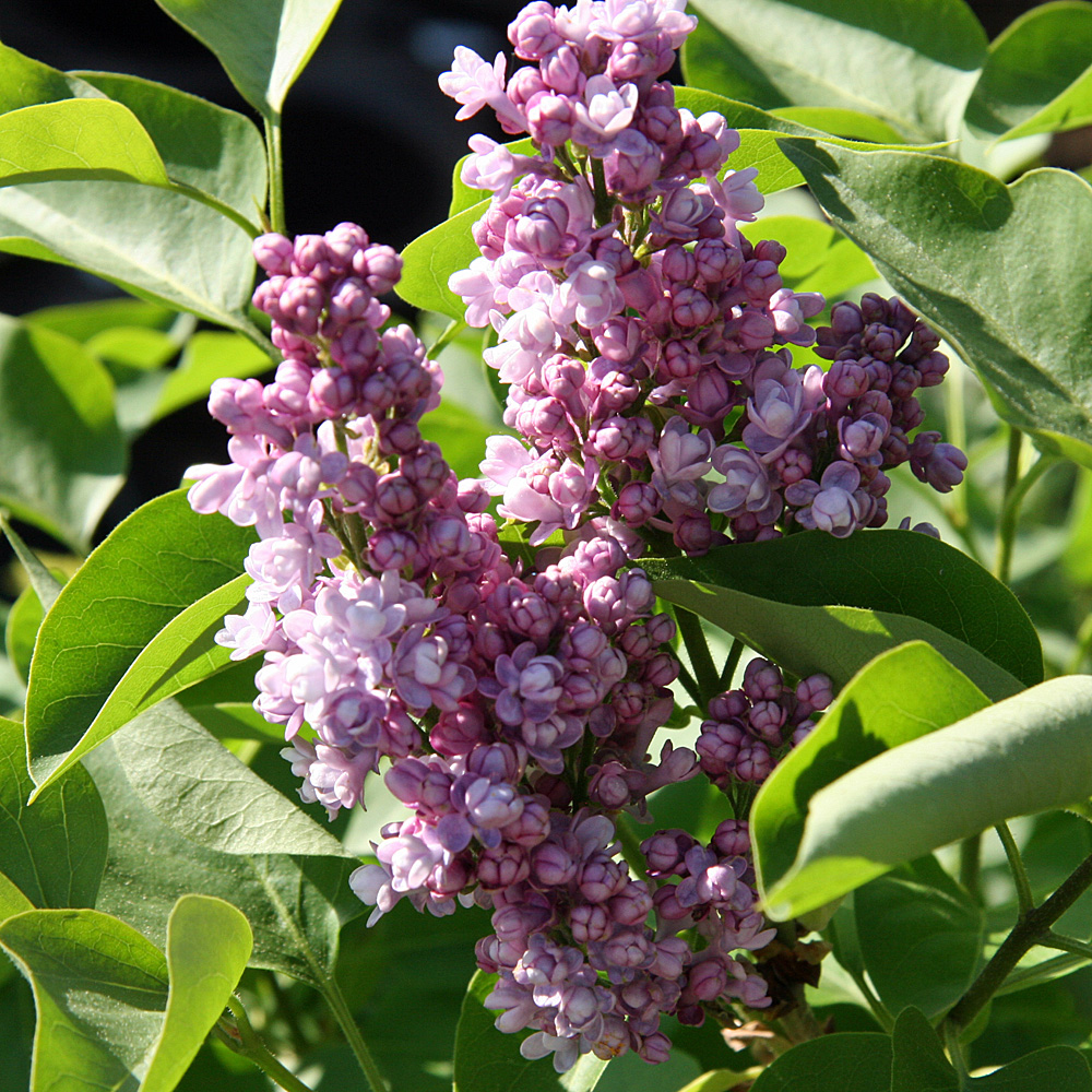 Edelflieder 'Katharine Havemeyer'