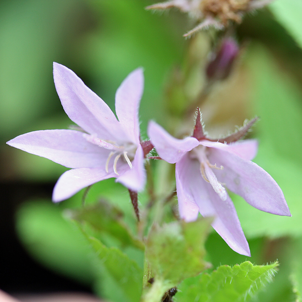 Hängeglockenblume Lisduggan, Glockenblume, Bodendecker