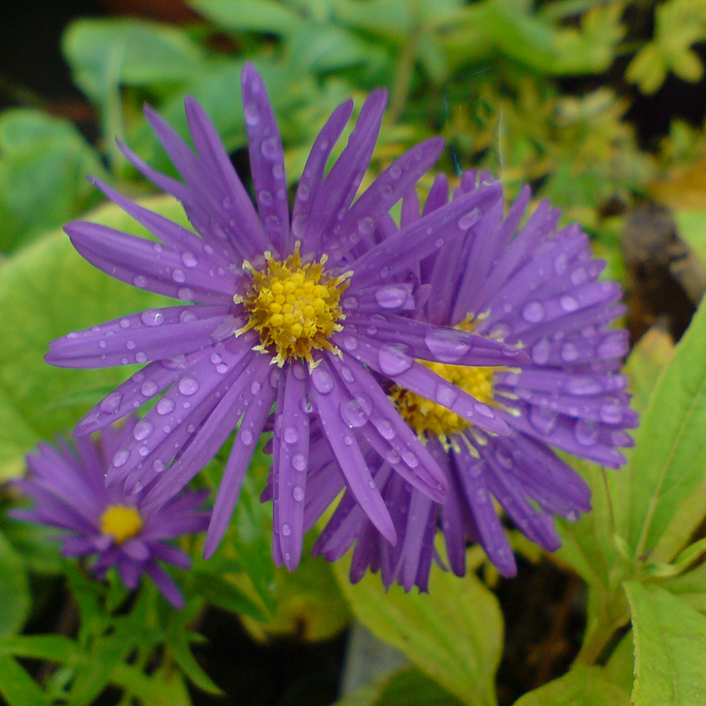 Glattblattaster Dauerblau, Aster, Herbstblüte