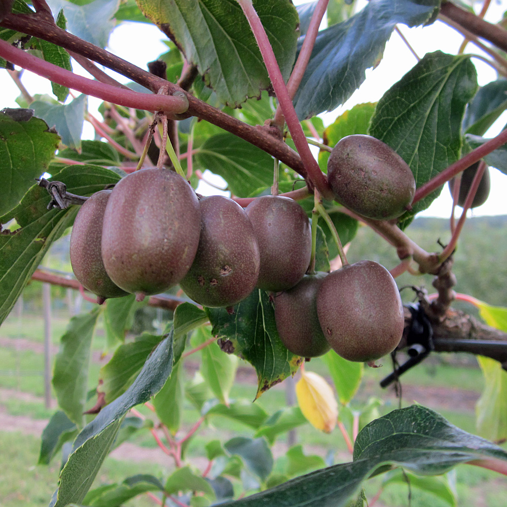 Weibliche Kiwi 'Red Jumbo'