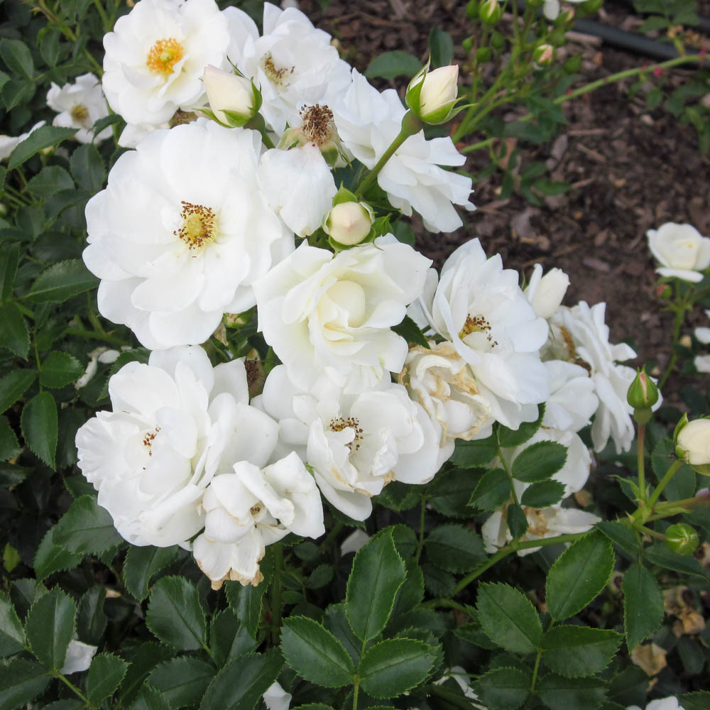 Bodendeckerrose 'Innocencia'