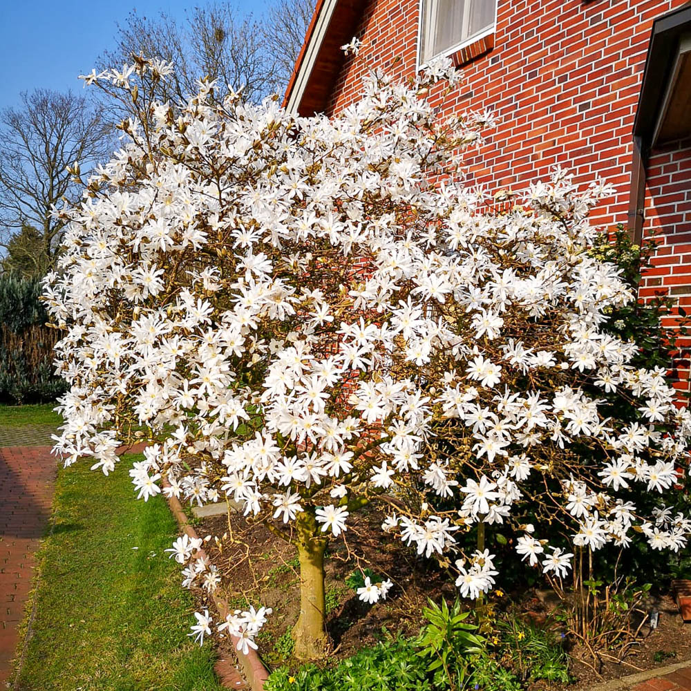 Sternmagnolie, Magnolie, Frühjahrsblüher