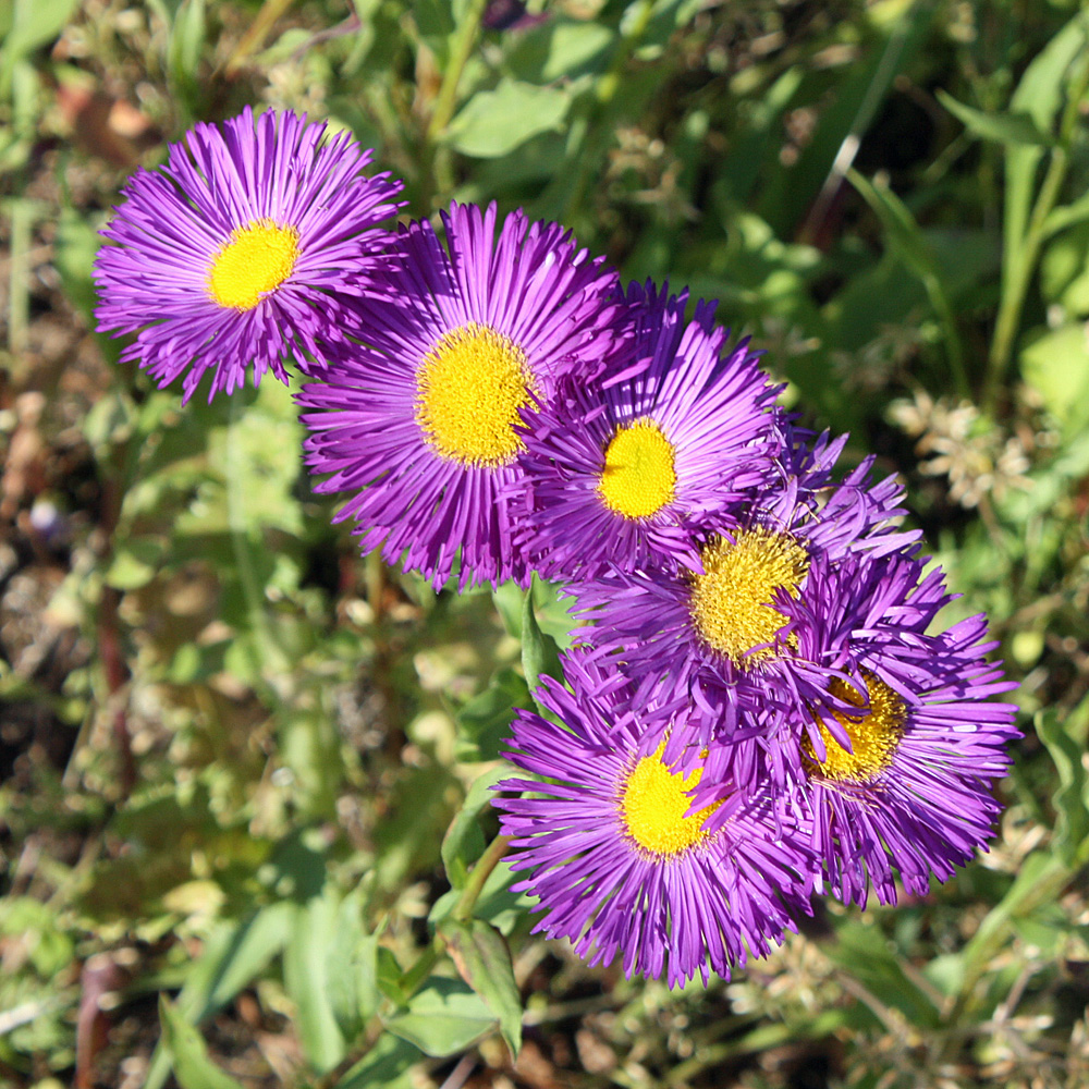 Feinstrahlaster Dunkelste Aller, Blütenpflanze Aster