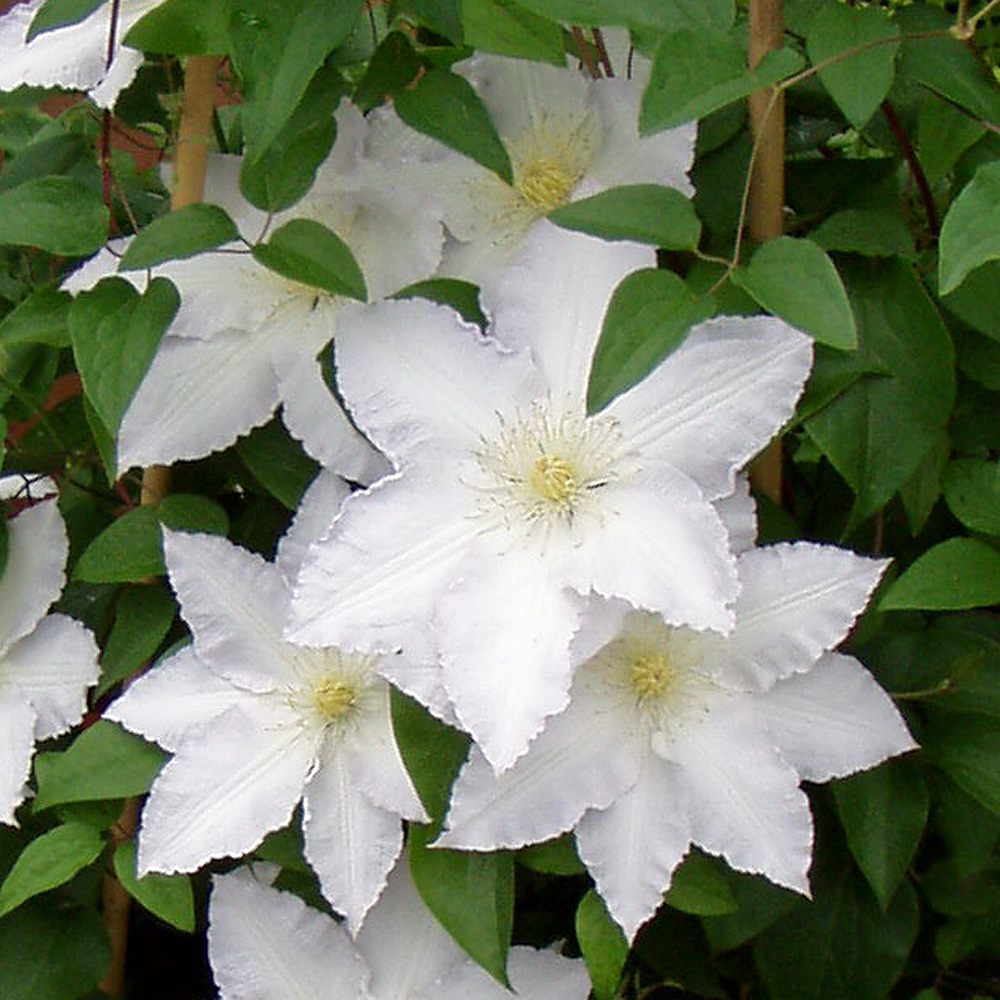 Waldrebe Madame Le Coultre, Clematis, Kletterpflanze, weiße Blüte