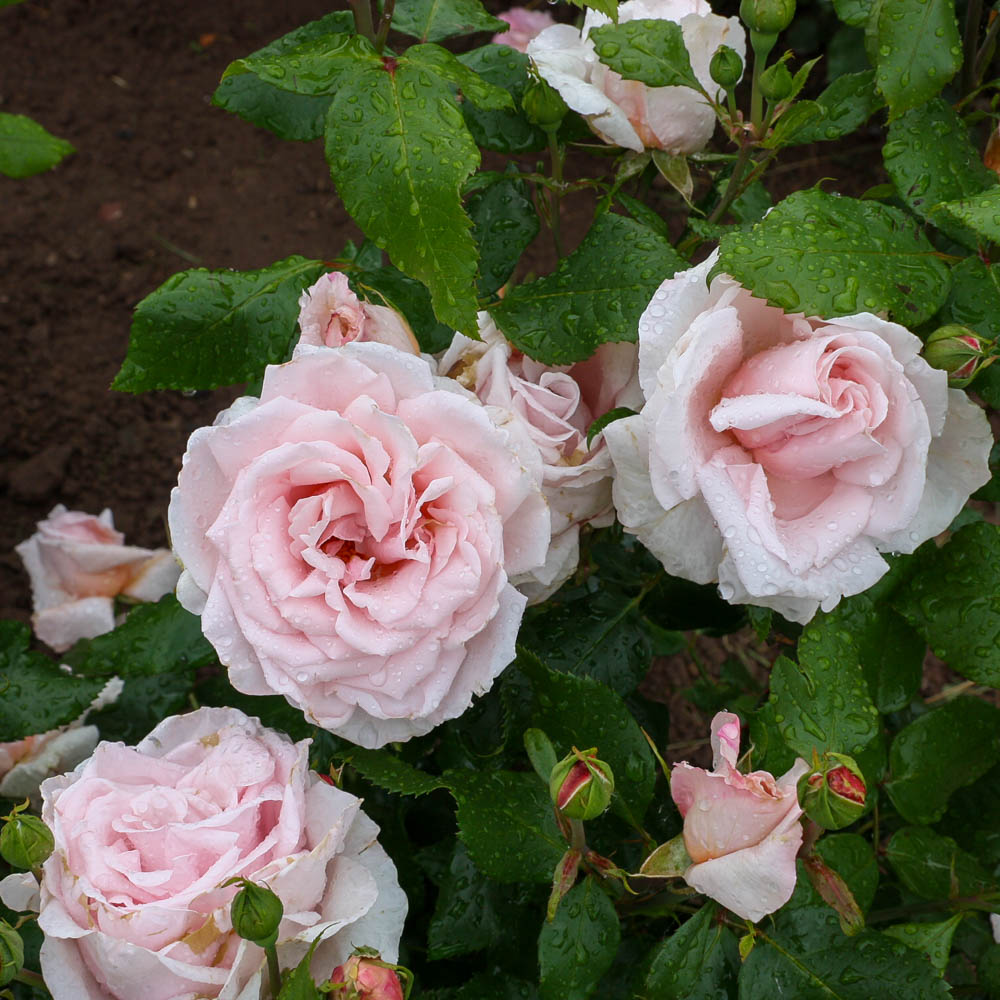 Edelrose 'Sachsenperle' ®