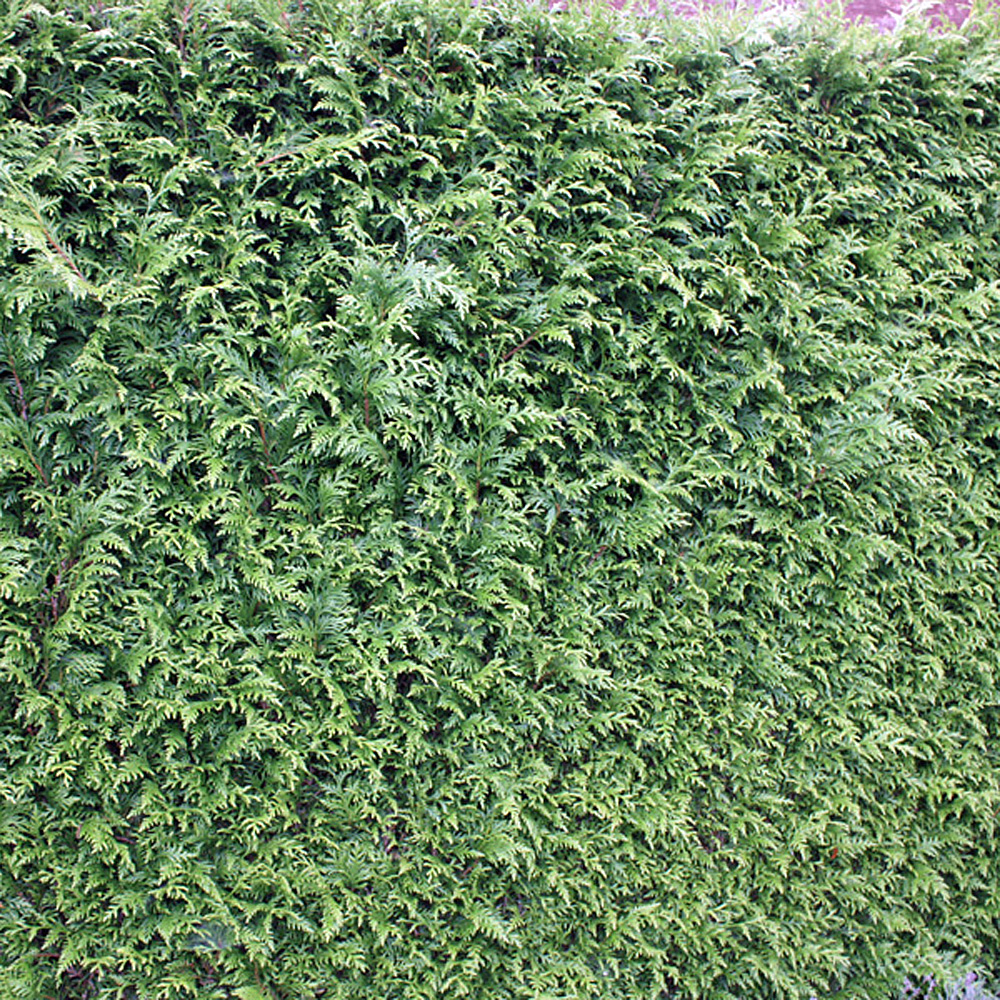 Lebensbaum Sparagd, Thuja, immergrüne Hecke