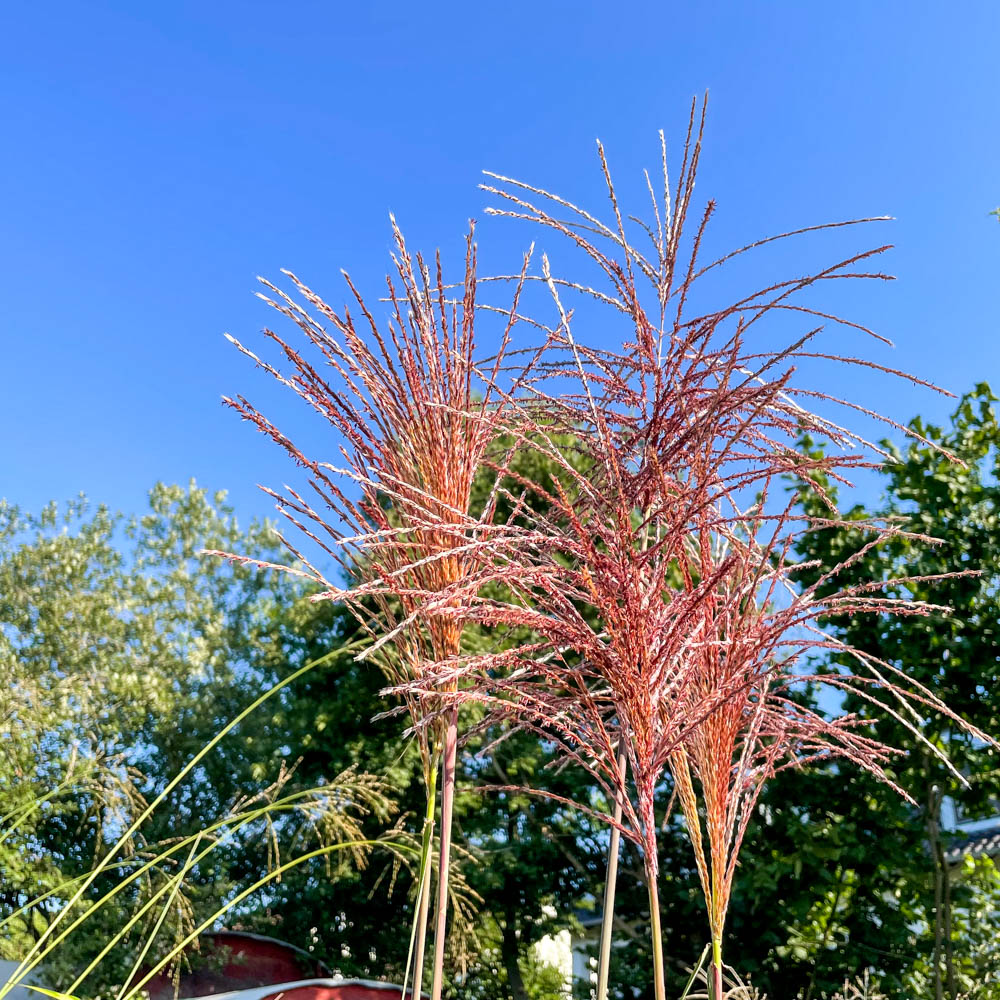 Chinaschilf Malepartus, Herbstfärbung, Blütenrispen