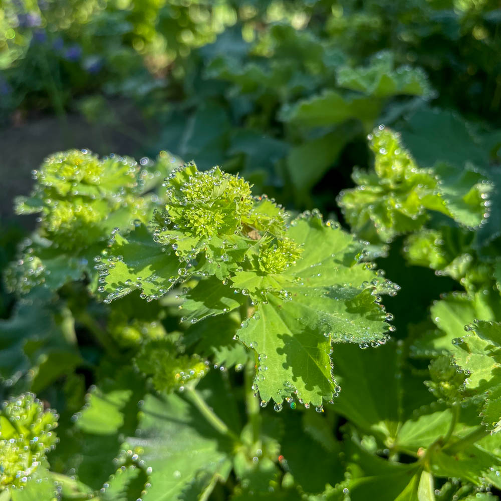 Frauenmantel, Alchemilla, Bodendecker, Flächenbegrünung