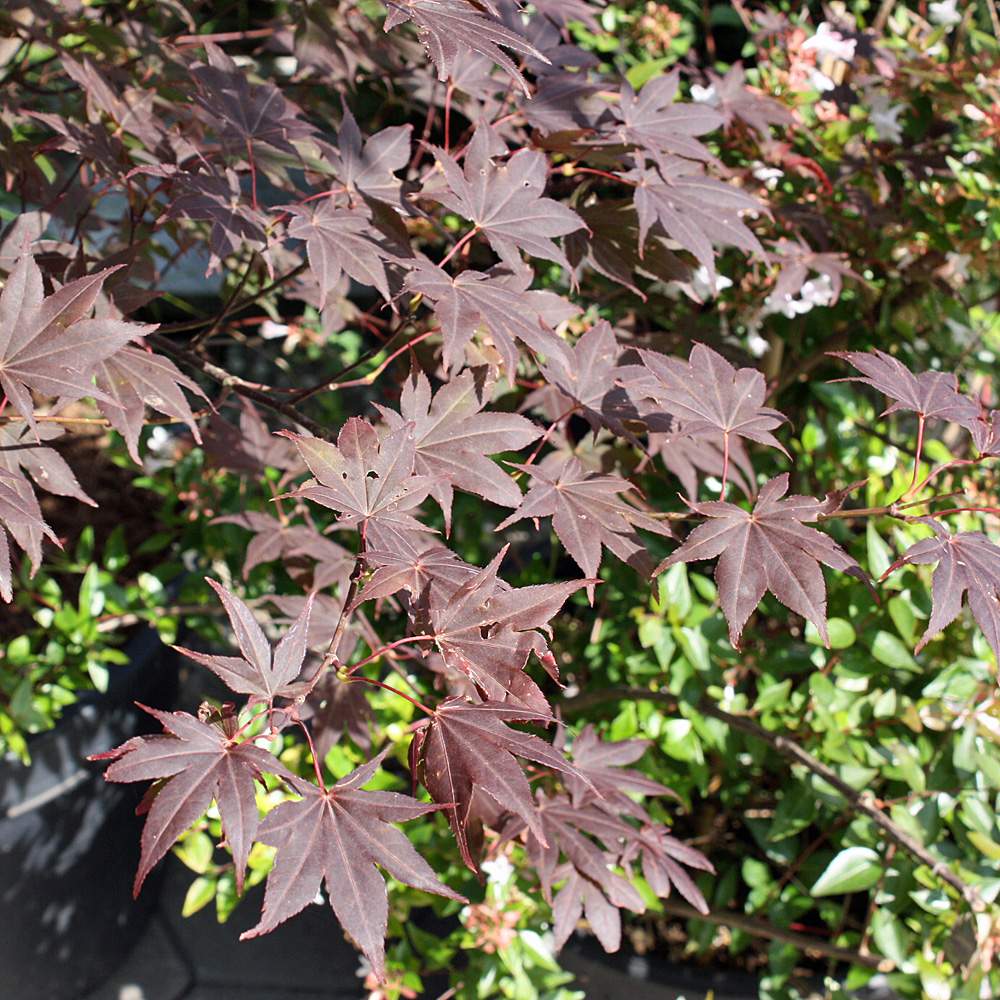 Roter Fächerahorn, Ahorn, Acer, Blattschmuck