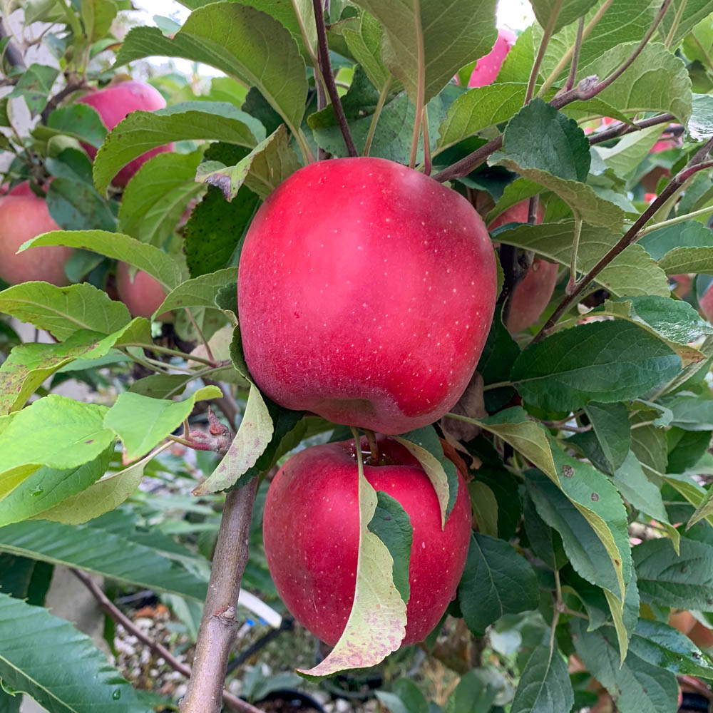 Apfel 'Gloster'