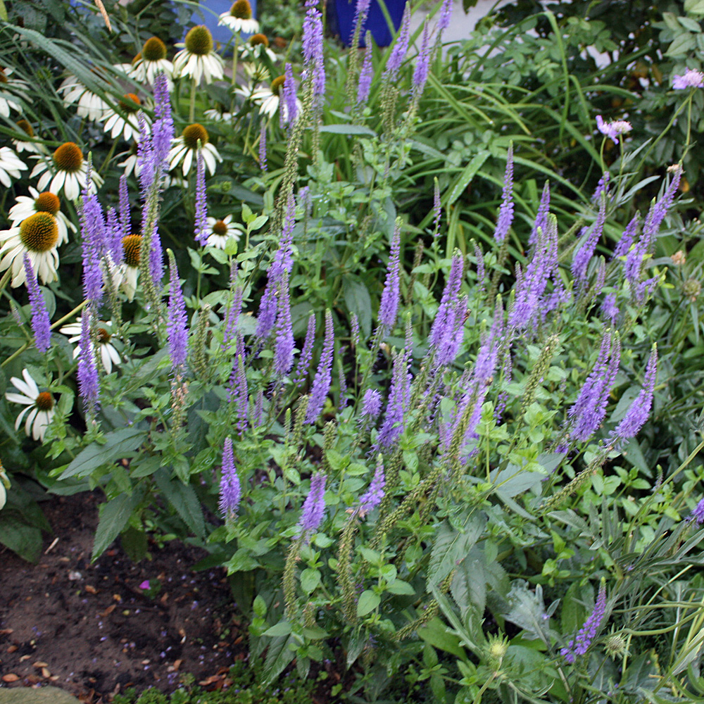 Ehrenpreis Blauriesin, Veronica, Blütenstaude