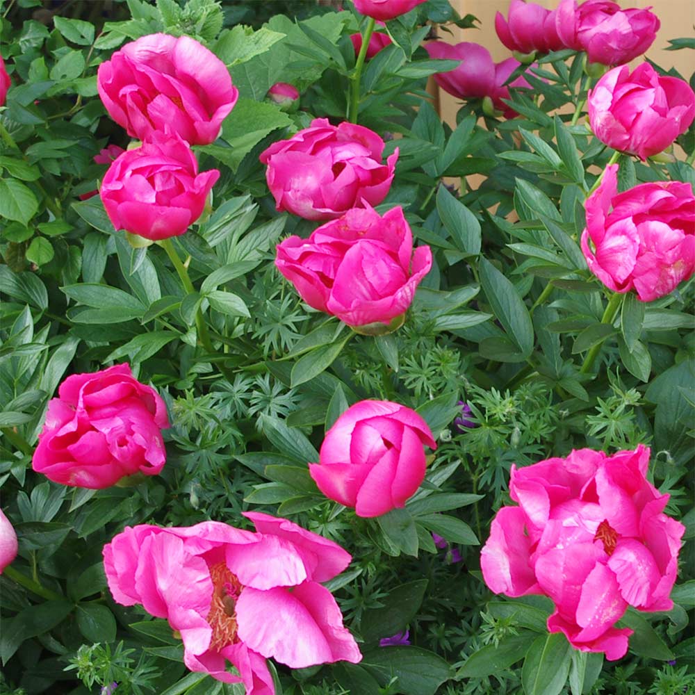 Pfingstrose 'Dancing Butterfly'
