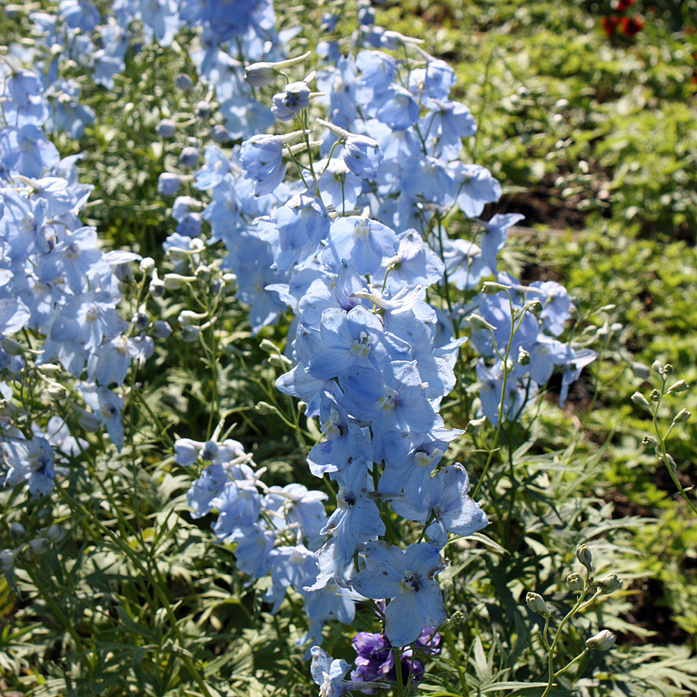 Rittersporn, Delphinum Ballkleid, Prachtstaude
