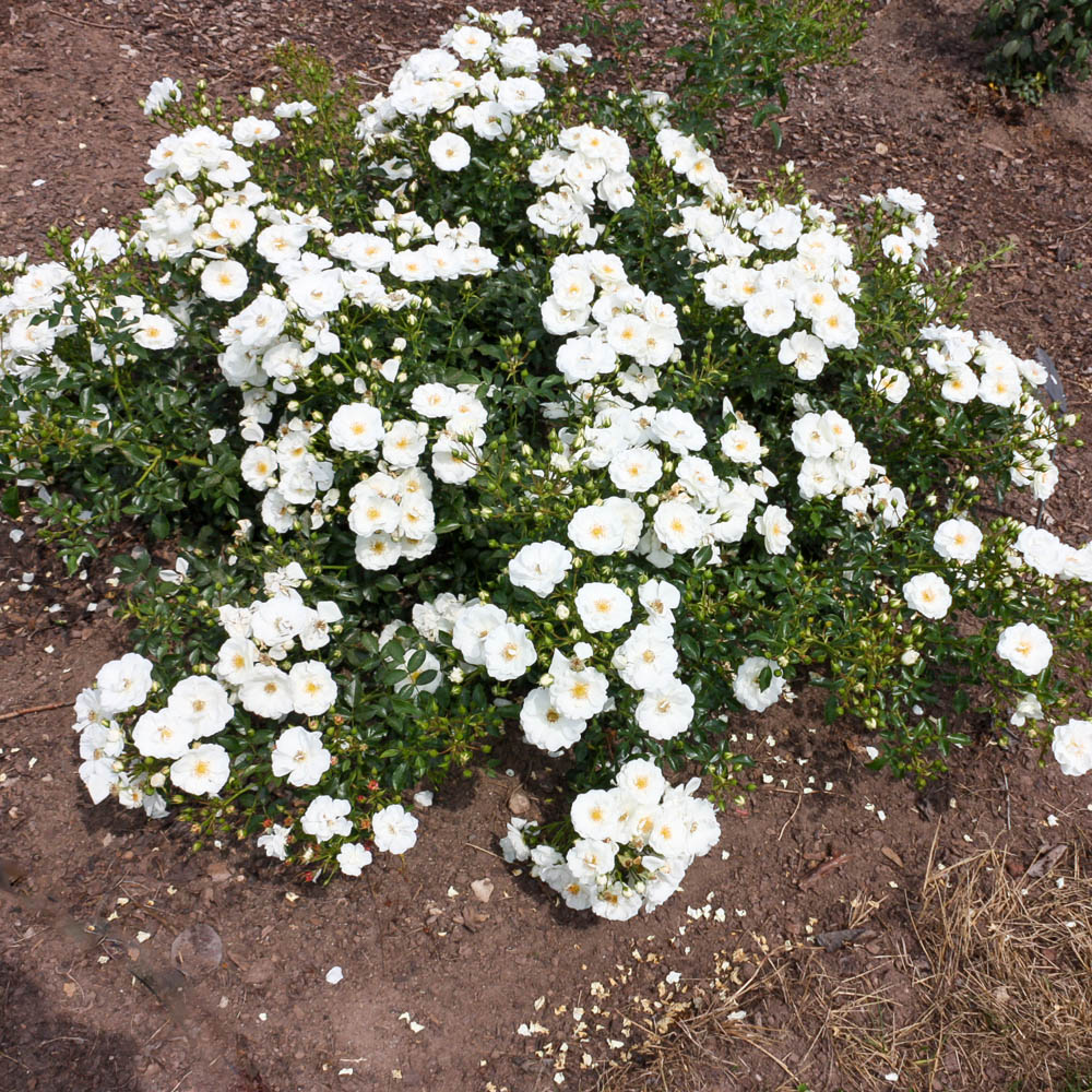 Bodendeckerrose 'Innocencia'