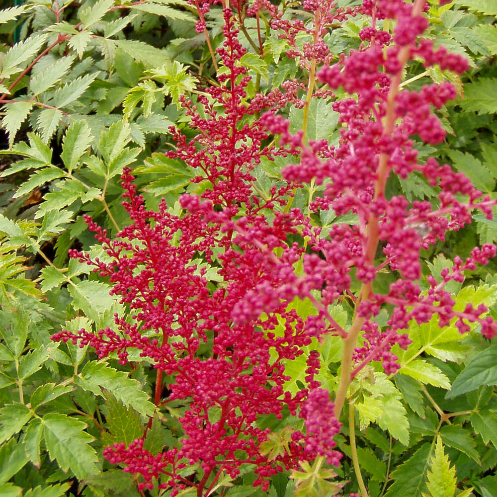 Prachtspiere 'Glut'