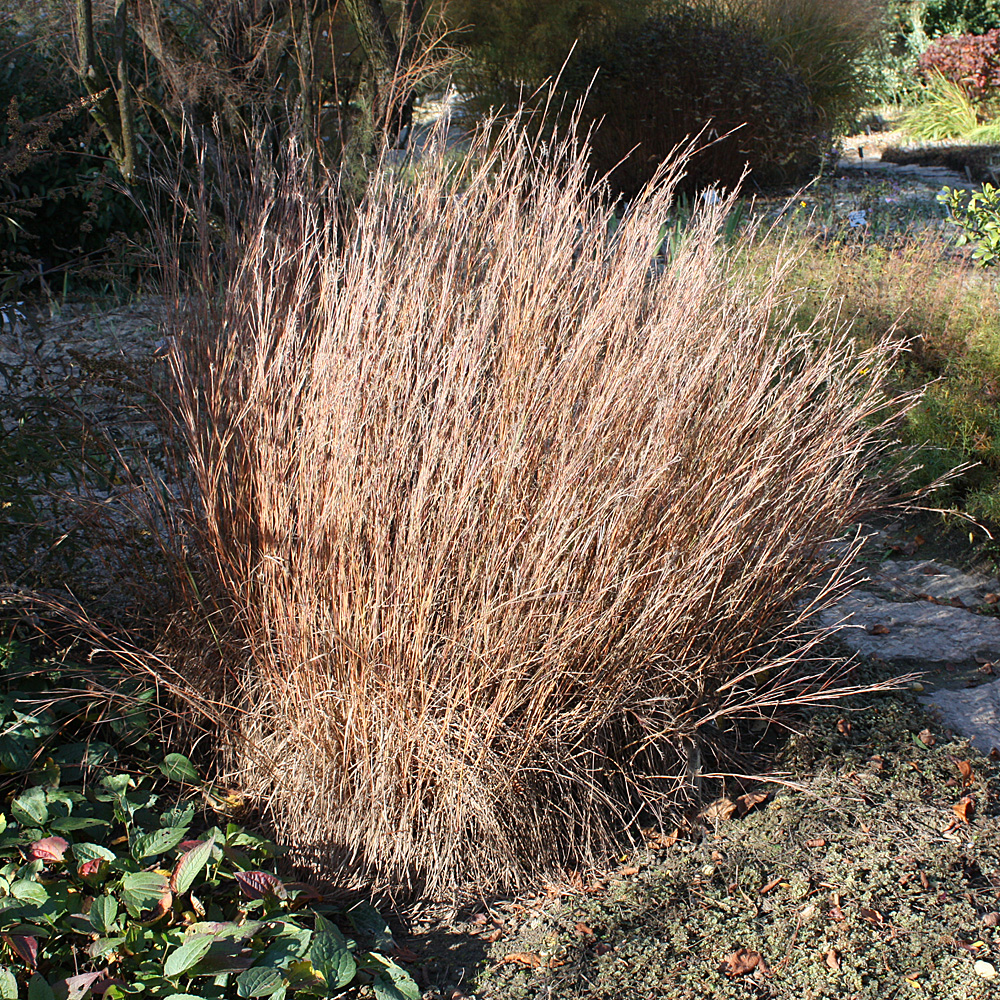 Bartgras, Andropogon scoparius