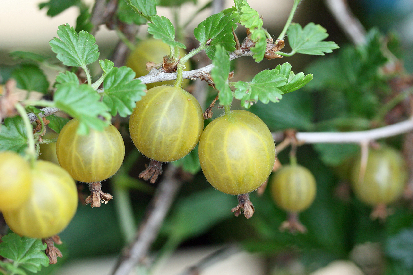 Stachelbeeren