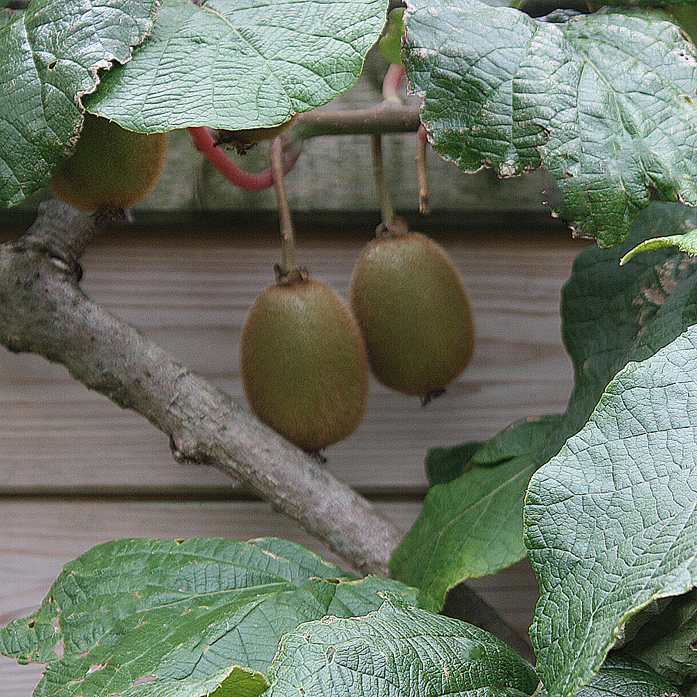 Weibliche Kiwi 'Hayward'