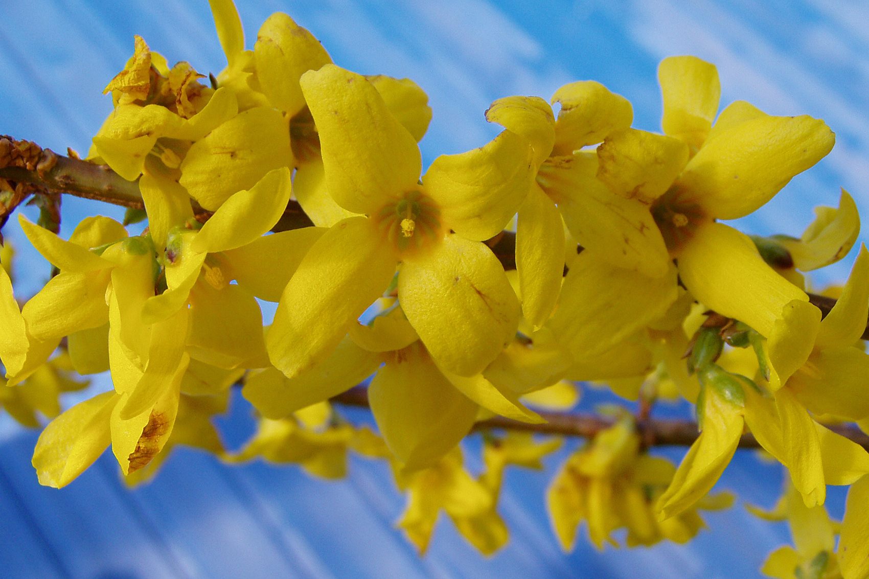 Forsythien