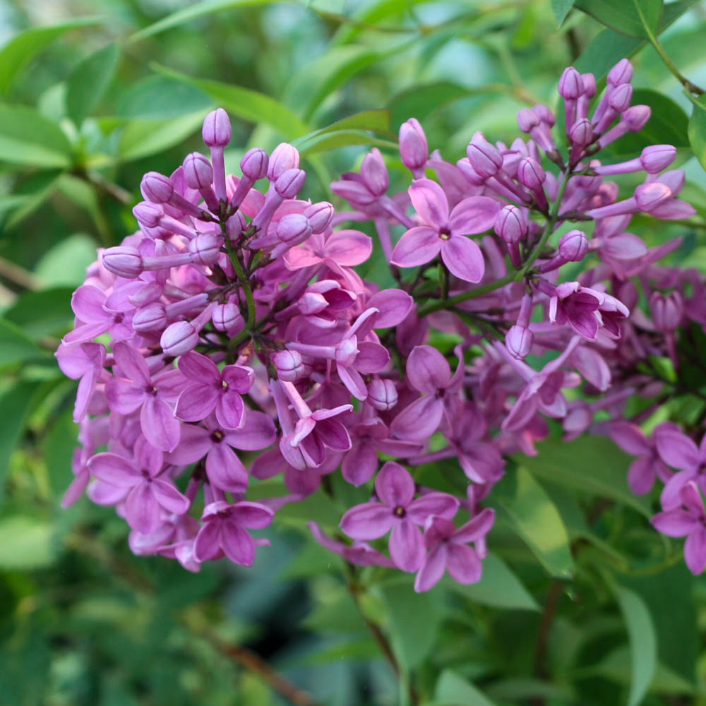 Edelflieder Bloomerang ® 'Dark Purple' als Hochstamm
