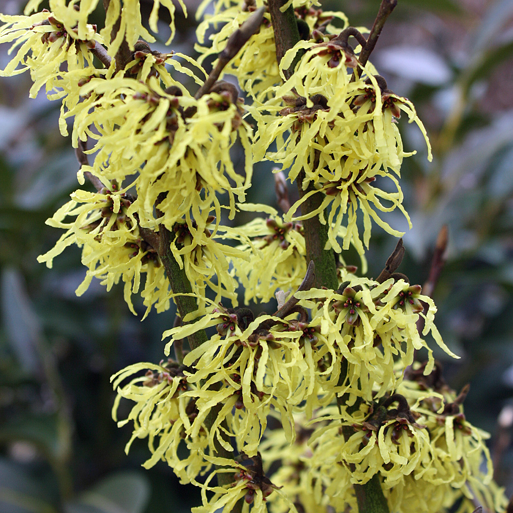 Zaubernuss Arnold Promise, Hamamelis, Winterblüte
