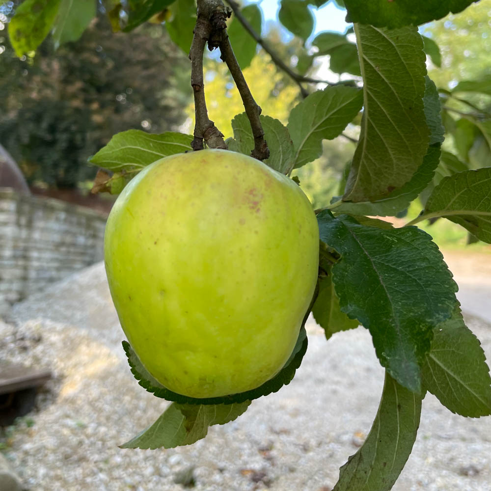 Apfel 'Weißer Glockenapfel'