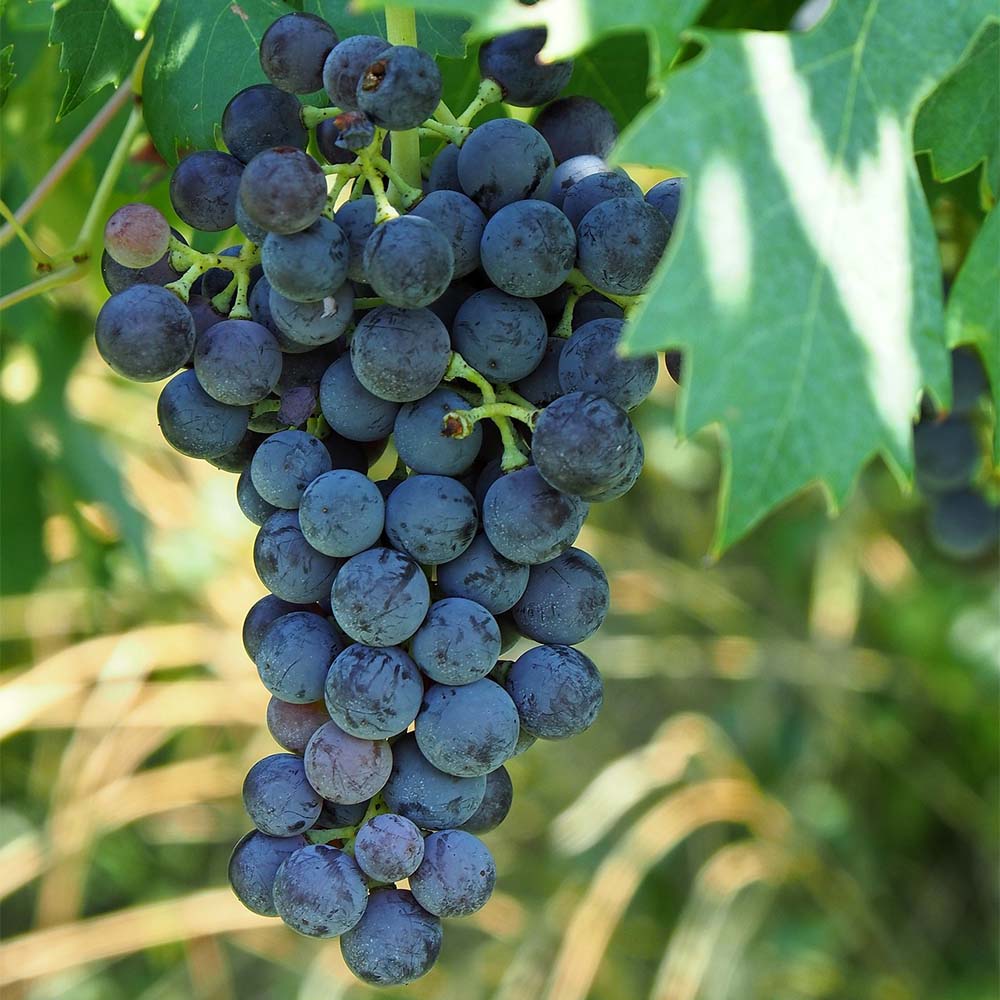Weinrebe 'Centuri'