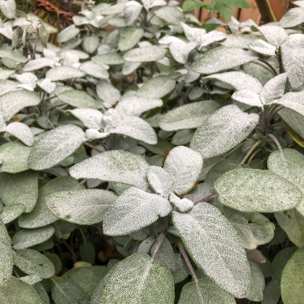 Salbei 'Berggarten'