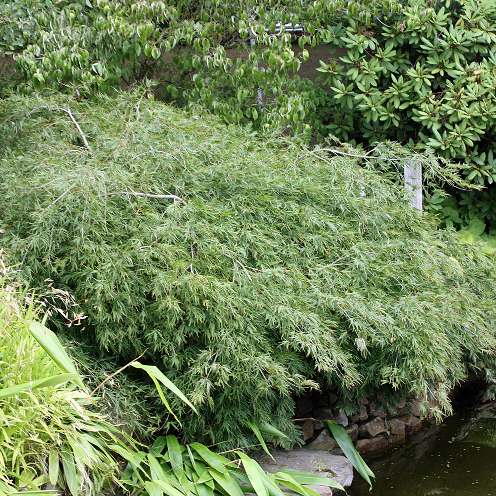 Grüner Schlitzahorn, Ahorn, Acer, Blattschmuck