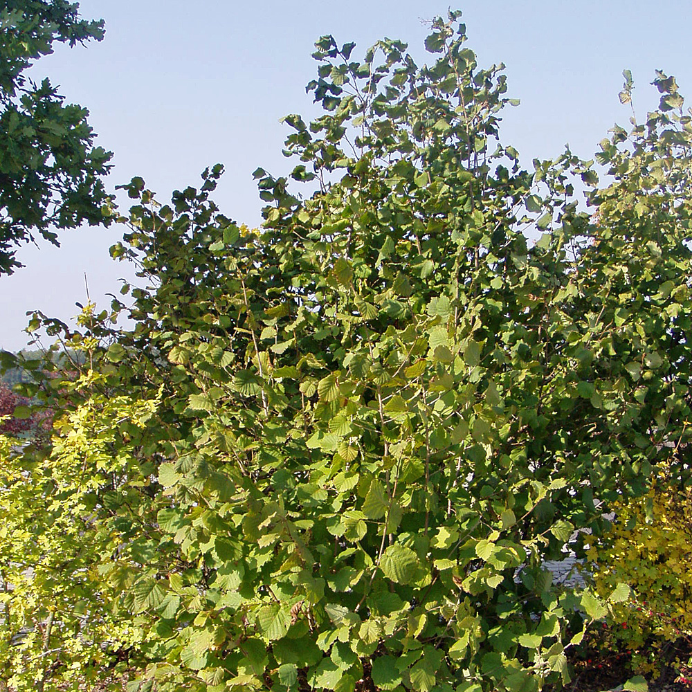 Haselnuss, Wildgehölze, Frucht