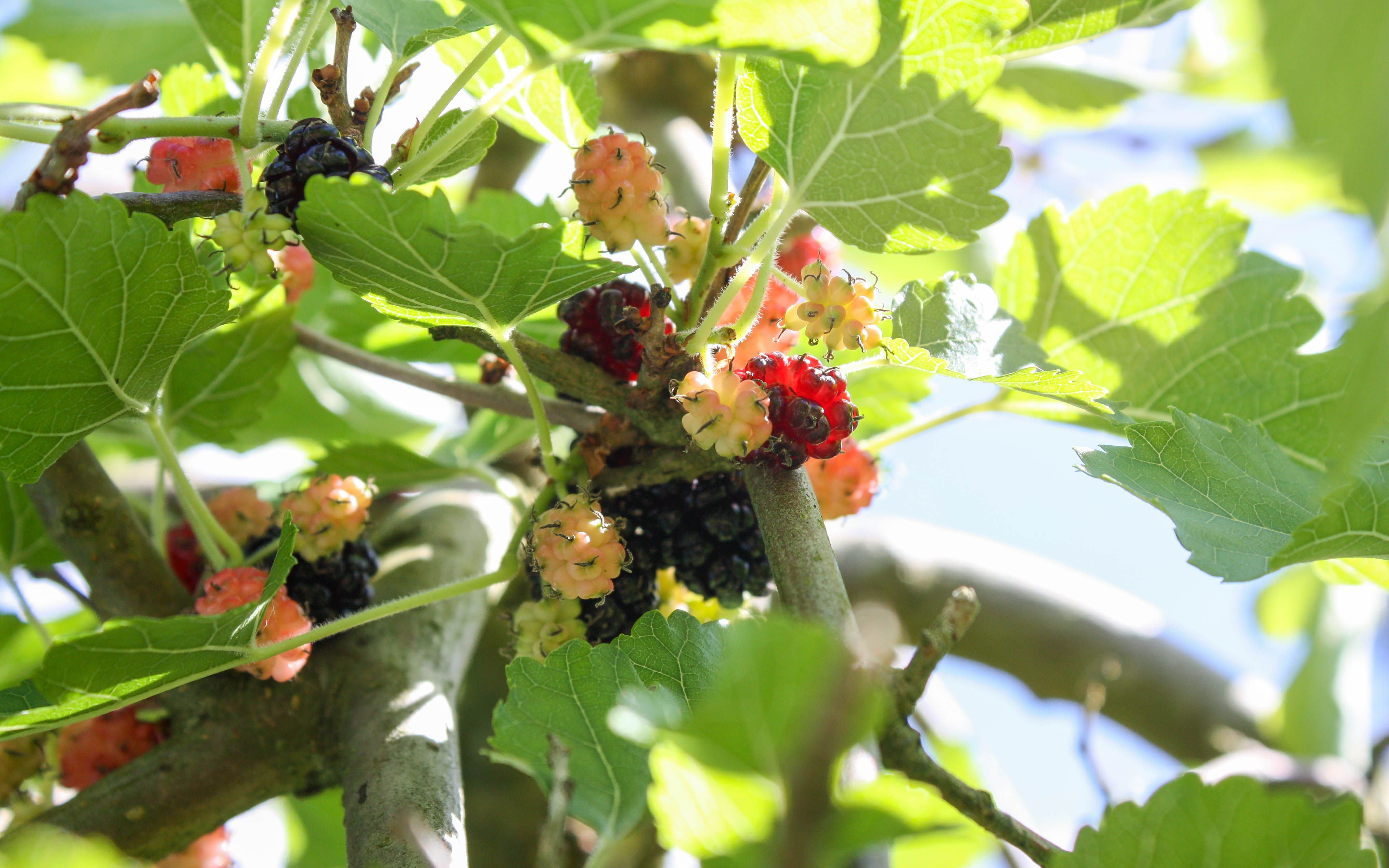 Maulbeeren