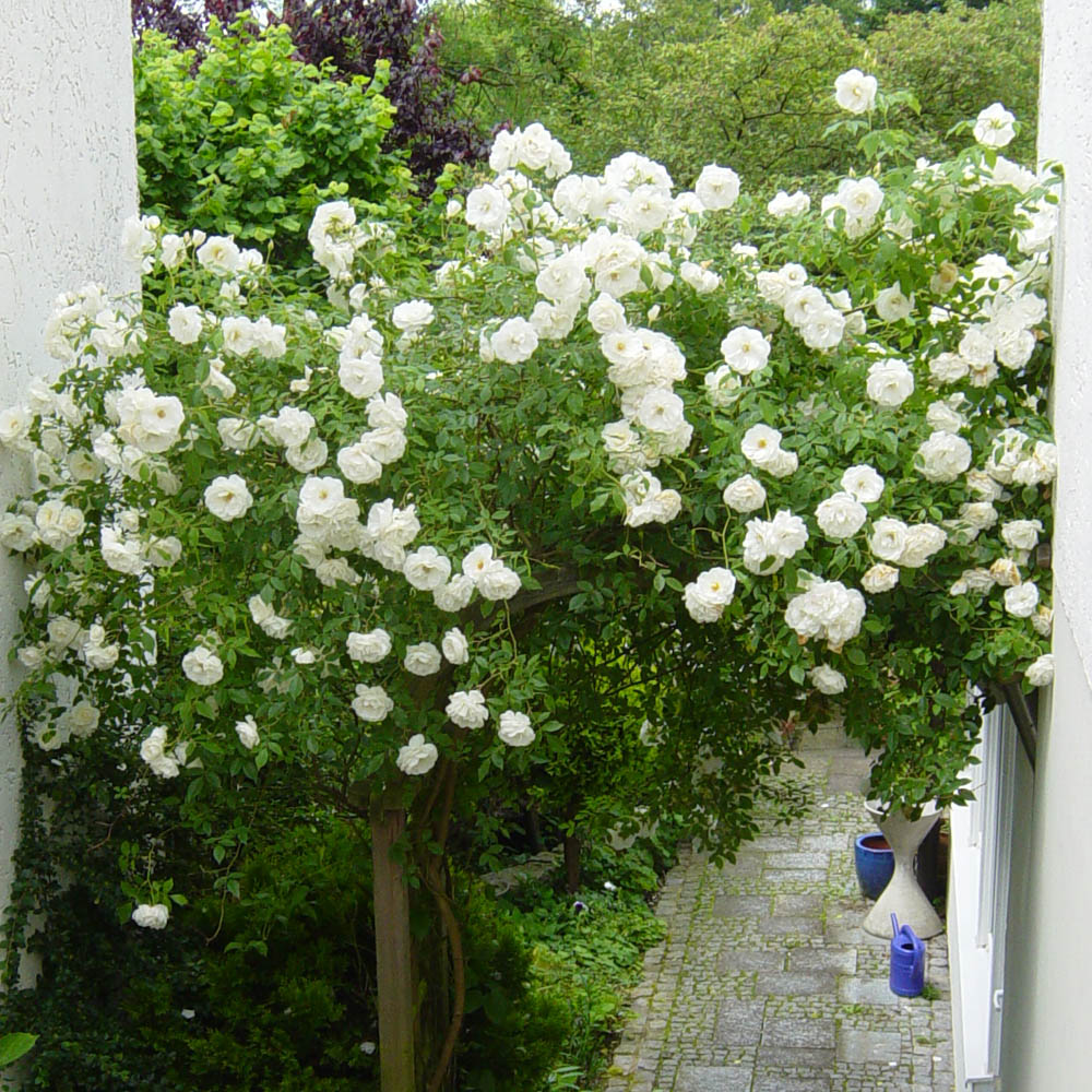 Strauchrose 'Schneewittchen' ®