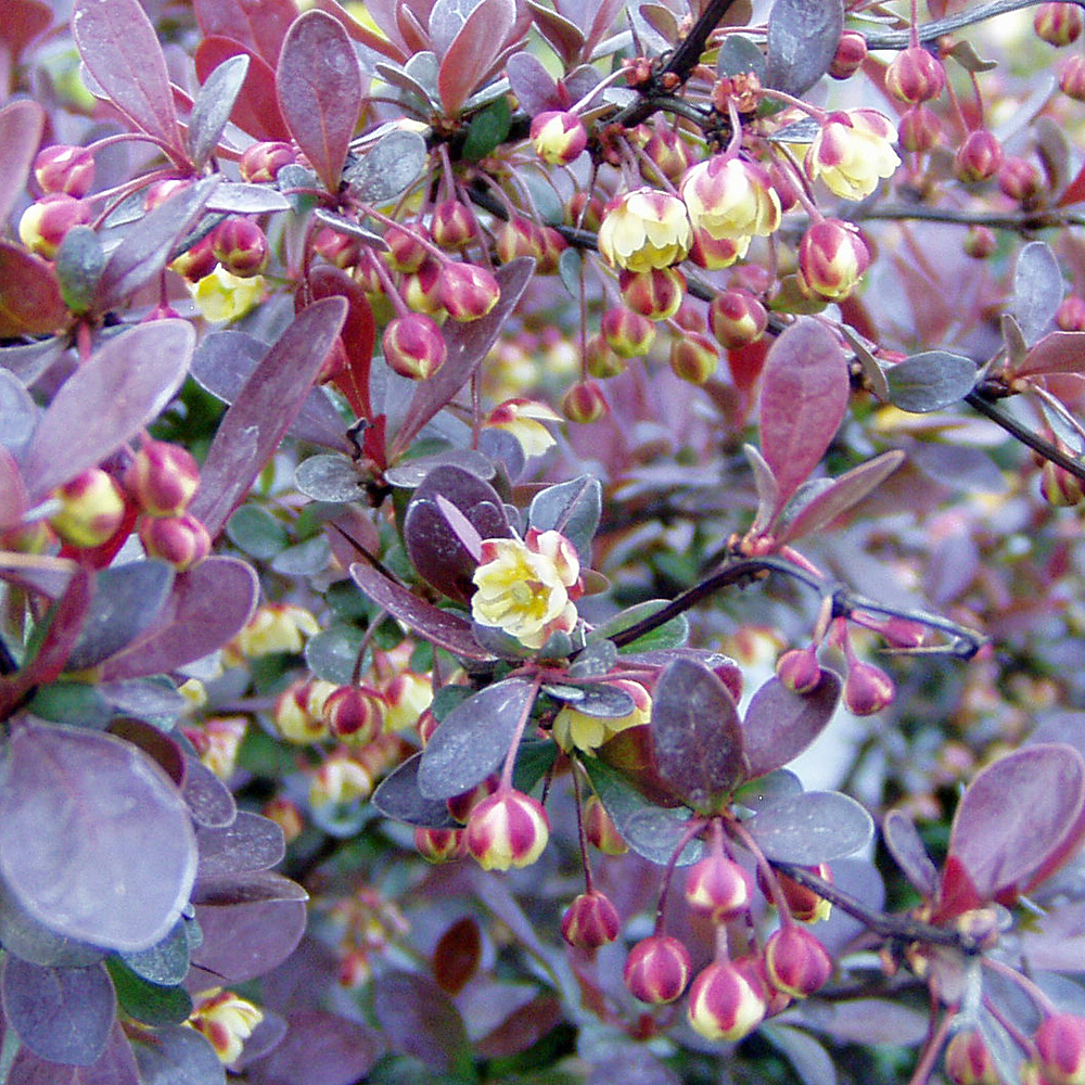 Kleine Blutberberitze, Berberitze, Berberis, Zwerggehölz