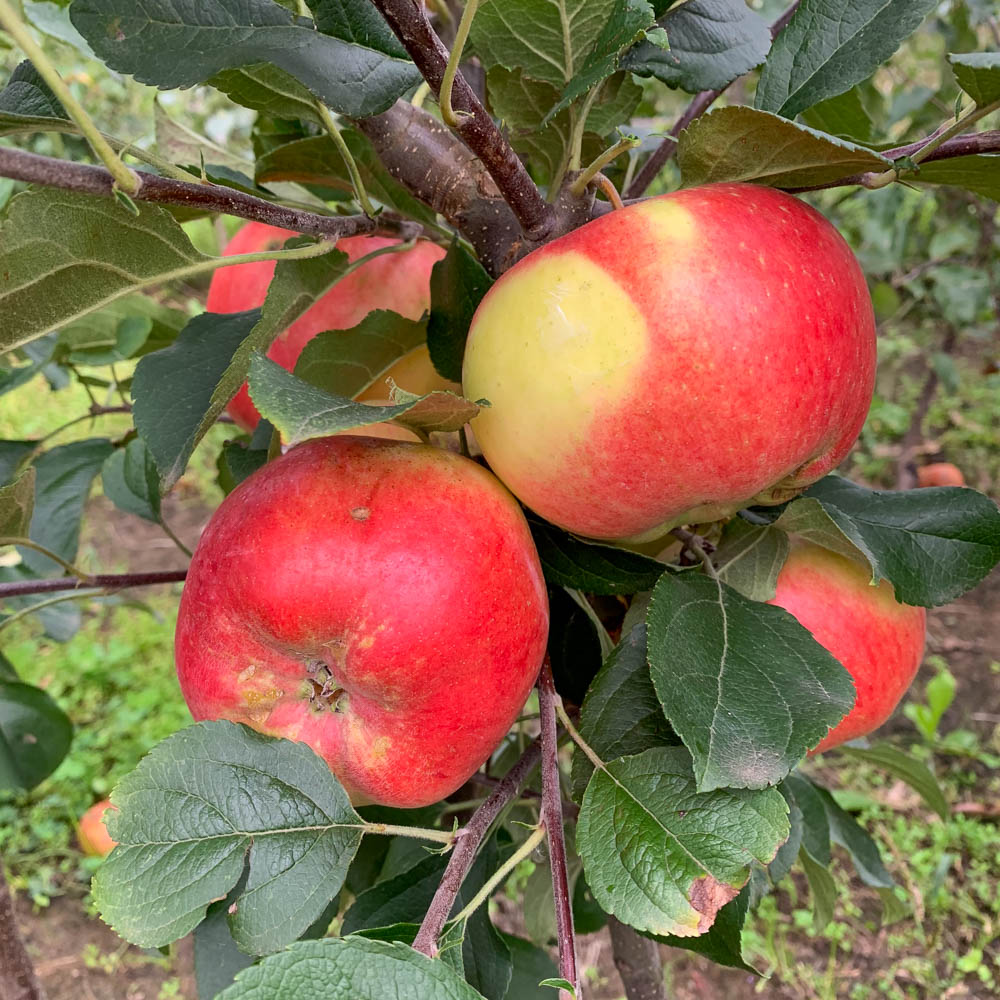 Apfel 'Kronprinz Rudolph'