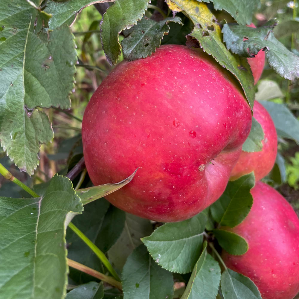 Apfel 'Topaz Red' ®