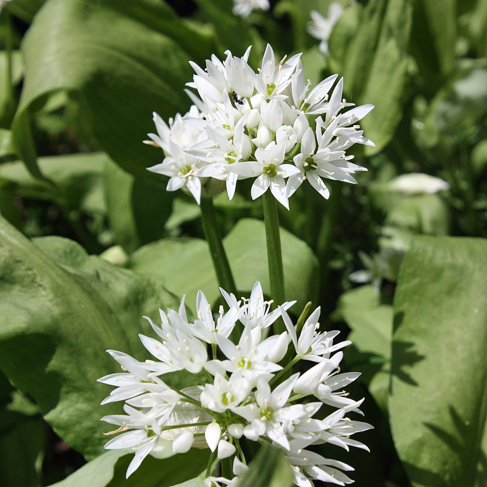 Bärlauch, Allium, Gewürz