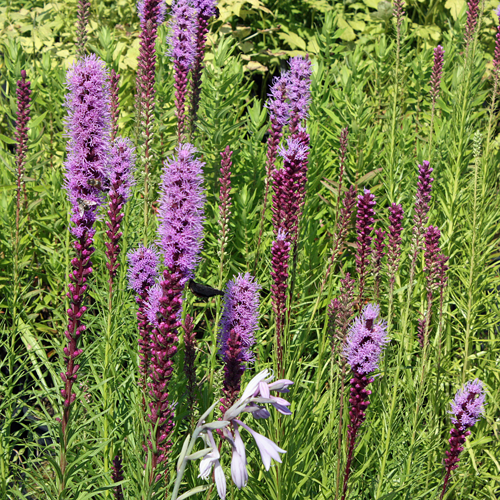 Prachtscharte Floristan Violett, Liatris, Blütenstaude