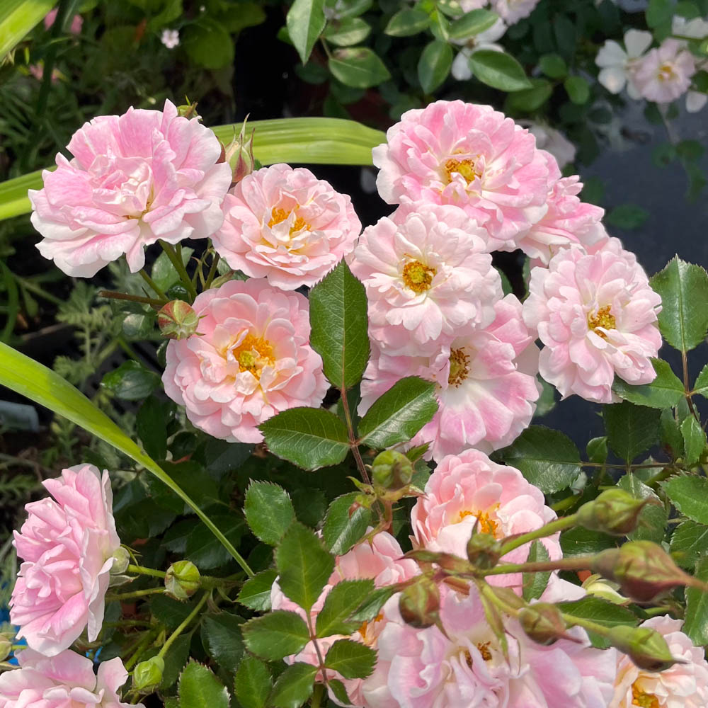Bodendeckerrose 'Flirt 2011'