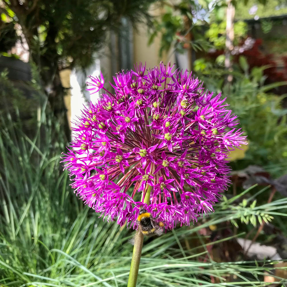 Purpur Kugellauch 'Purple Sensation'