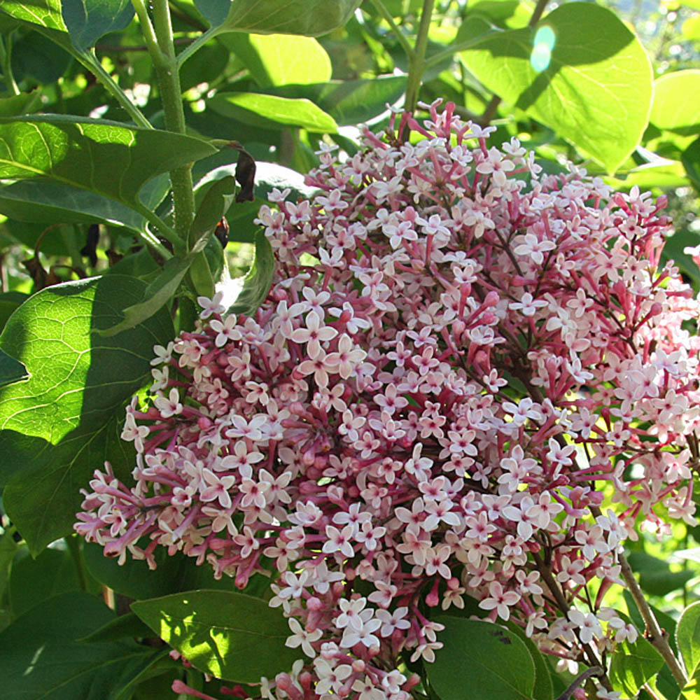 Zwergflieder Bloomerang ®  'Pink Perfume'  als Hochstamm