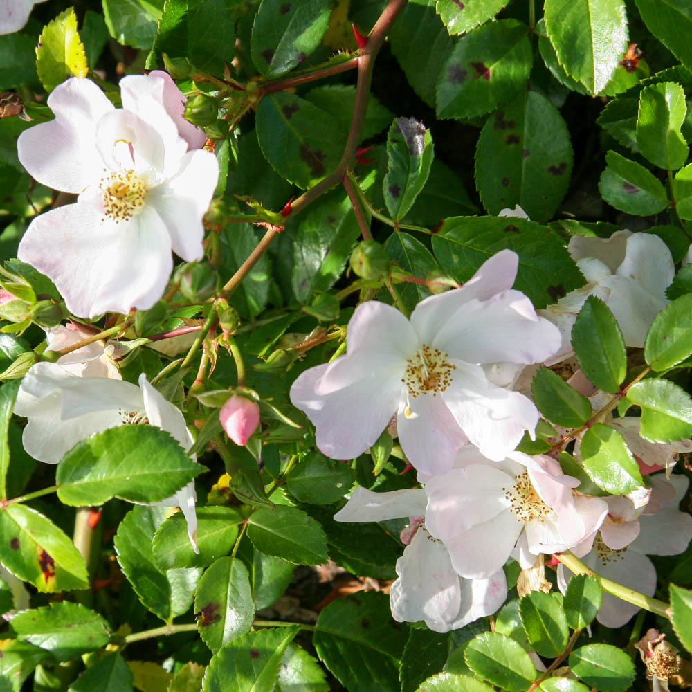 Bodendeckerrose 'Apfelblüte' ®