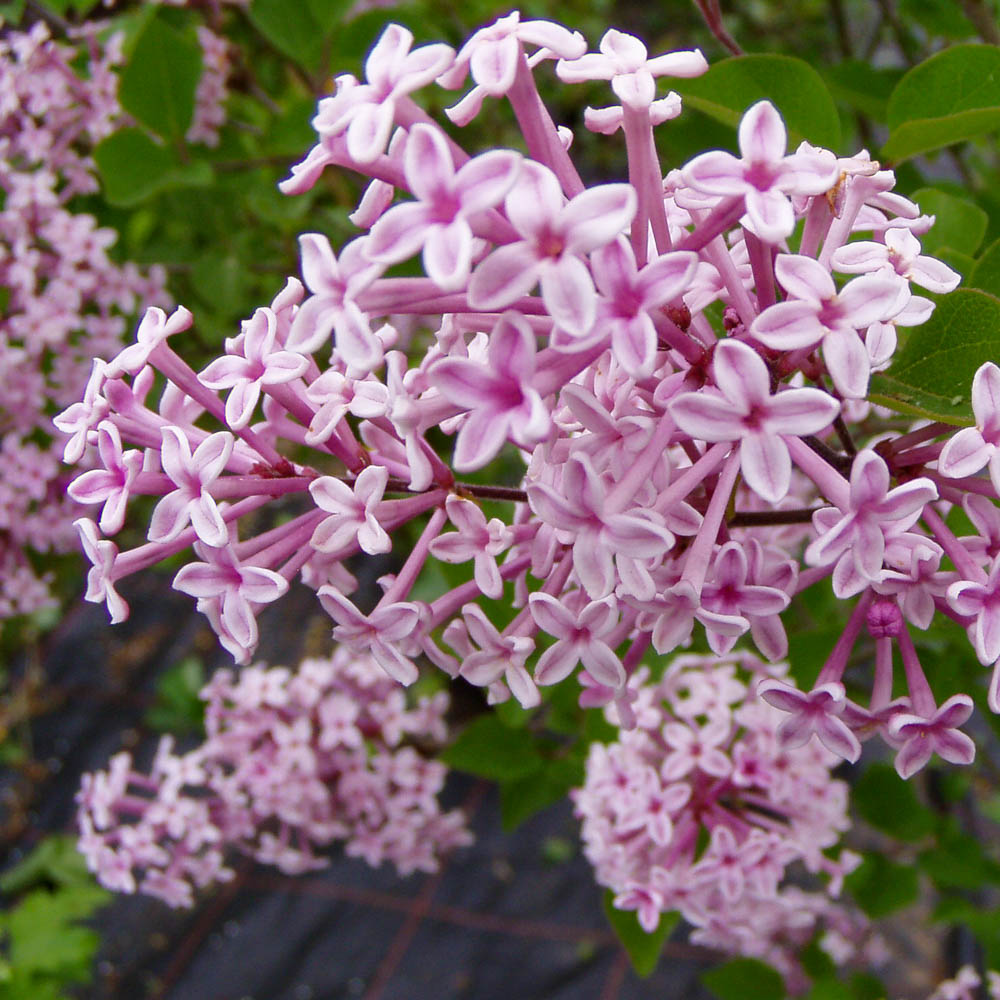 Zwergflieder Bloomerang ®  'Pink Perfume'  als Hochstamm