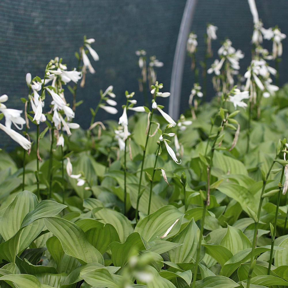 Lilienfunkie Royal Standard, Hosta, Funkie, Unterbepflanzung