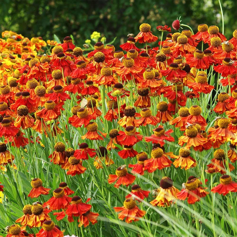 Sonnenbraut 'Moerheim Beauty'