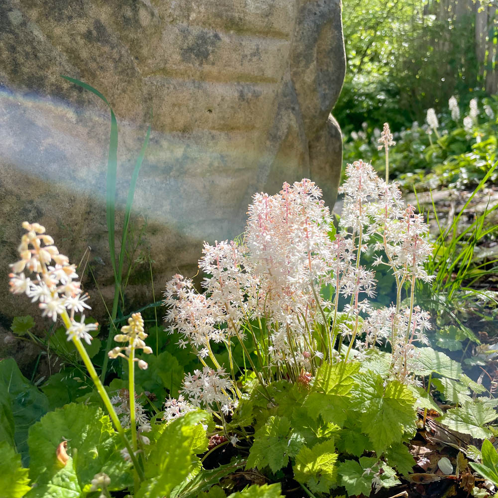 Schaumblüte, Unterbepflanzung
