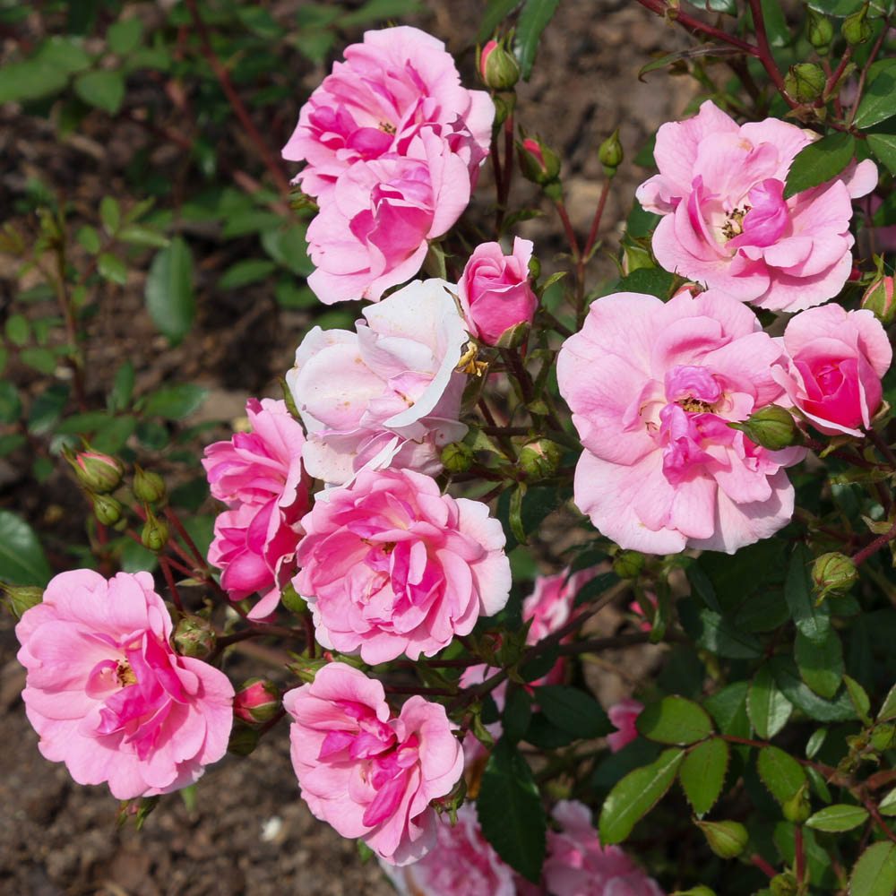 Bodendeckerrose 'Schöne Dortmunderin' ®
