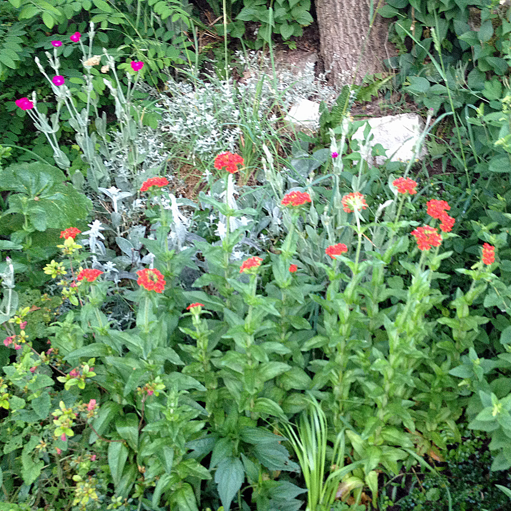 Brennende Liebe, Lychnis, Beetstaude